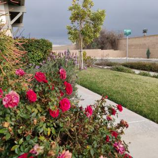 A garden with blooming roses and a tree next to a sidewalk under an overcast sky.