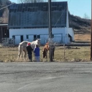 A group of people interacting with a horse in front of a barn.