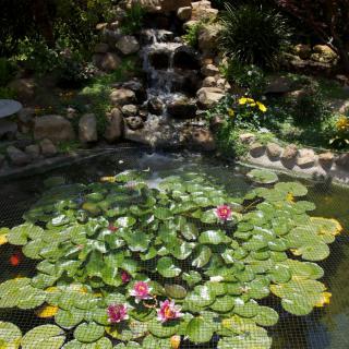 A serene garden pond with a small waterfall and blooming water lilies.