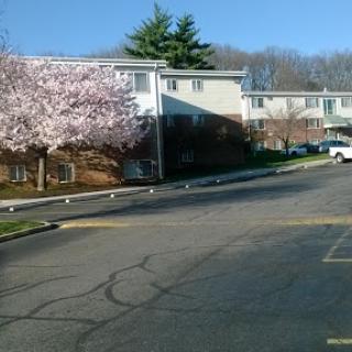 A view of a residential area featuring blooming trees and apartment buildings under a clear blue sky.