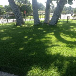 Sunlit grass area with tree shadows on a clear day.
