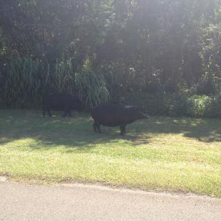 Two bears walking along the grass by the roadside.