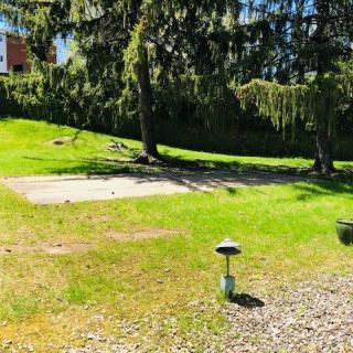 A sunny garden with green grass and tall trees.