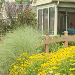 A vibrant garden with yellow flowers and ornamental grasses next to a house.