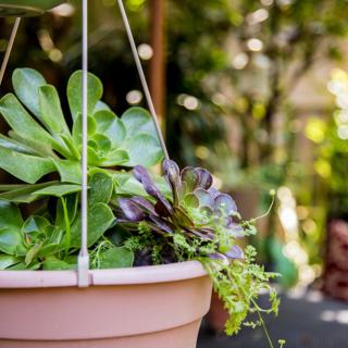 A hanging pot filled with a variety of lush green and purple succulents in a garden setting.