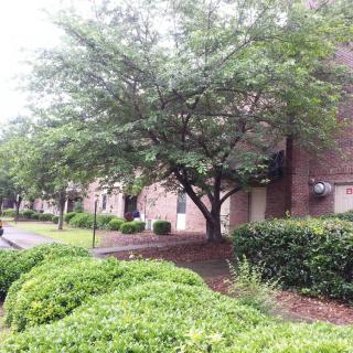A sidewalk lined with bushes and a large tree in front of a brick building.