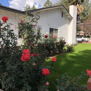 A charming house with a lush garden filled with blooming red roses.