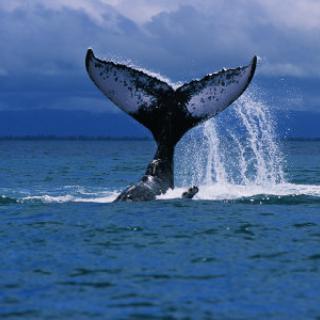 A majestic whale displaying its tail in the ocean.