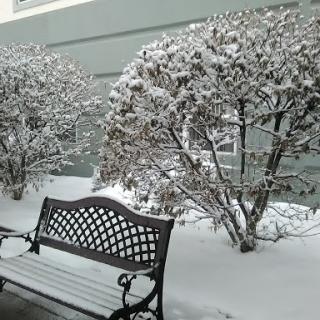 A quiet winter scene featuring a bench surrounded by snow-covered bushes.