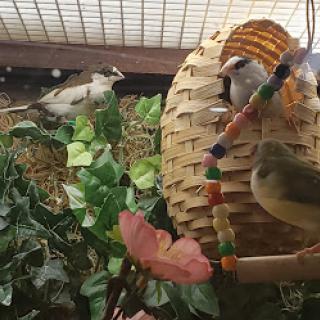 A cozy habitat for pet birds featuring a woven nest and lush green plants.