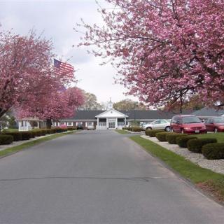A scenic road lined with blossoming cherry trees, flanked by cars and buildings.