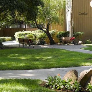 A serene garden with a winding pathway, shaded benches, and lush greenery.