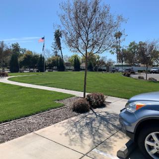 A serene park area with well-maintained grass and a lone tree, featuring a parked car under a clear blue sky.