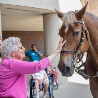 An elderly woman in a pink shirt gently pats a horse outside, while another person in a wheelchair observes.