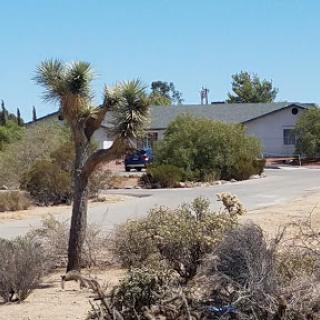 A tranquil desert scene featuring a Joshua Tree and a house in the background.