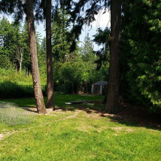 A scenic view of a forested area with lush grass and tall trees.
