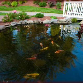 A serene garden pond with colorful koi fish swimming beneath a small bridge.