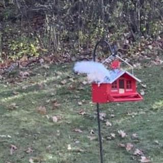 A red bird feeder shaped like a small house stands in a grassy backyard, surrounded by fallen leaves.