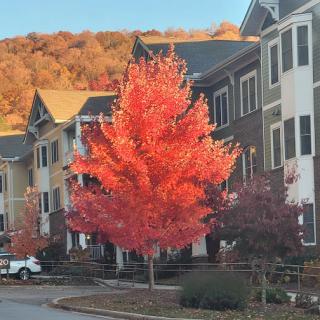 A vibrant red tree stands out against the backdrop of charming homes, showcasing the beauty of autumn.
