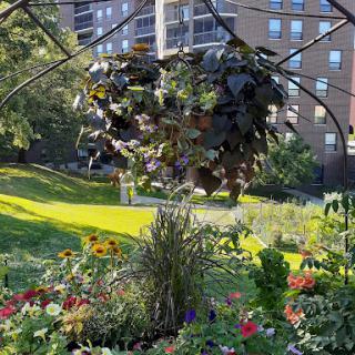 A vibrant garden scene featuring a hanging basket filled with lush foliage, surrounded by colorful flowers and a backdrop of green grass and buildings.