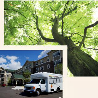 A bright green tree canopy and a white bus parked in front of a large building.