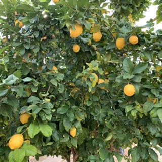 A healthy lemon tree laden with ripe lemons in a garden.
