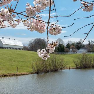 A serene countryside scene with a barn, blossoming trees, and a tranquil lake.