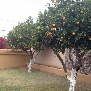 Orange trees in a garden with ripe fruit.