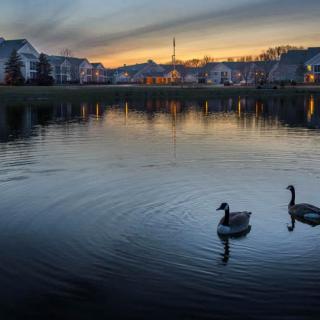 Two geese glide across a serene lake at sunset, with houses reflecting in the calm water.
