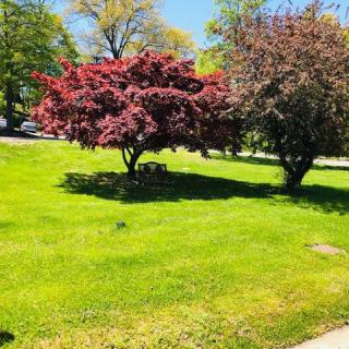A scenic view of a lush green lawn with vibrant trees under a clear blue sky.