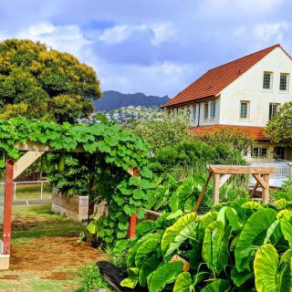 A lush garden with various plants and a house in the background.