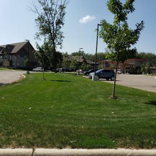 A view of a well-manicured lawn with trees, set in a quiet residential neighborhood.