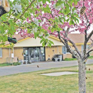 A blooming tree with pink flowers stands in front of a building on a bright spring day.