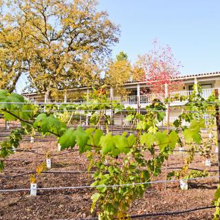 A scenic view of a vineyard with grapevines and trees in the background.
