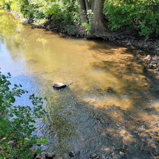 A serene view of a gentle stream surrounded by lush greenery.