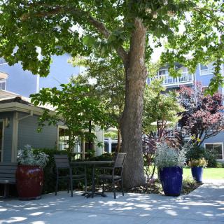 A tranquil outdoor setting with a large tree providing shade over a bench and colorful potted plants.