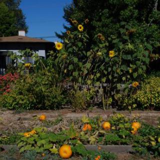 A garden with pumpkins and sunflowers thriving under a clear blue sky.