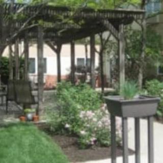 A serene garden area featuring a wooden pergola surrounded by lush plants.