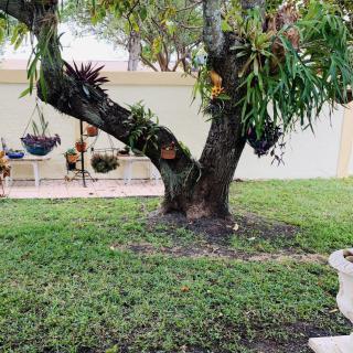 A lush garden with a large tree and surrounding greenery.