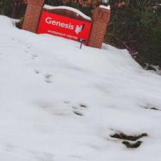 A snowy landscape featuring a Genesis sign.