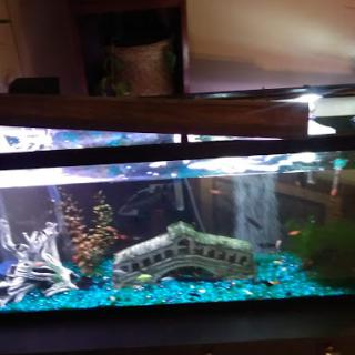 A vibrant aquarium featuring various fish, colorful gravel, and decorative elements.