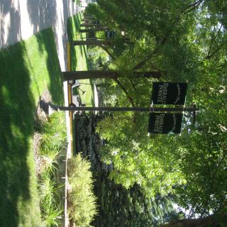 A peaceful park pathway lined with tall trees and a classic lamp post.