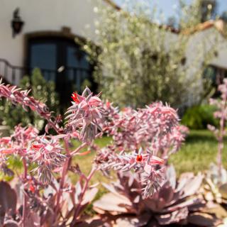 Close-up of pink flowers in a garden with a house in the background.