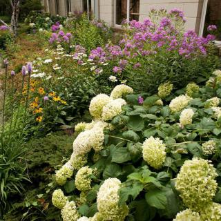 A vibrant garden filled with blooming hydrangeas and various other flowers.