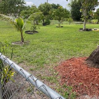 A lush garden with young trees, a fence, and landscaped mulch areas.