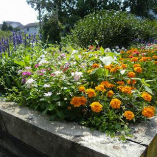 A vibrant flower bed with a mix of colorful blooms in a garden setting.