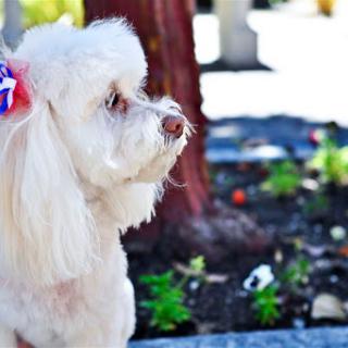 A fluffy white dog enjoying a sunny day in the park.