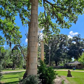 A tall tree stands majestically in a sunlit park, surrounded by lush greenery and a clear blue sky.