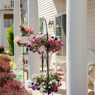 Beautiful hanging flowers adorn the sunny porch of a home with elegant columns.