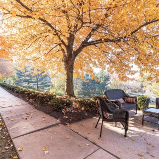 A serene outdoor patio area with chairs under a tree adorned with vibrant autumn leaves.